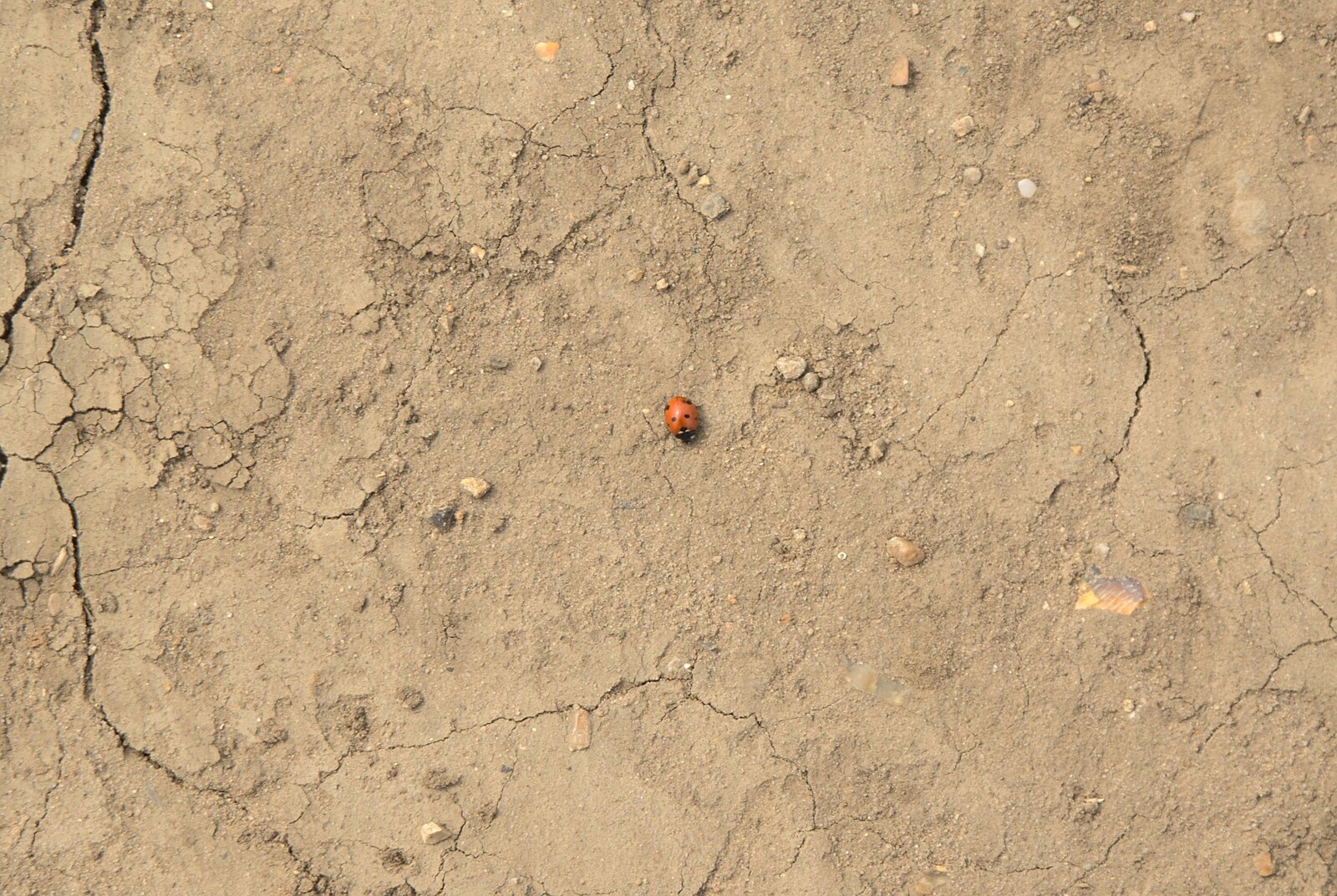 A lone ladybird roams the scorched earth from Emily and The Old Chap Visit, Brome, Suffolk - 29th August 2009