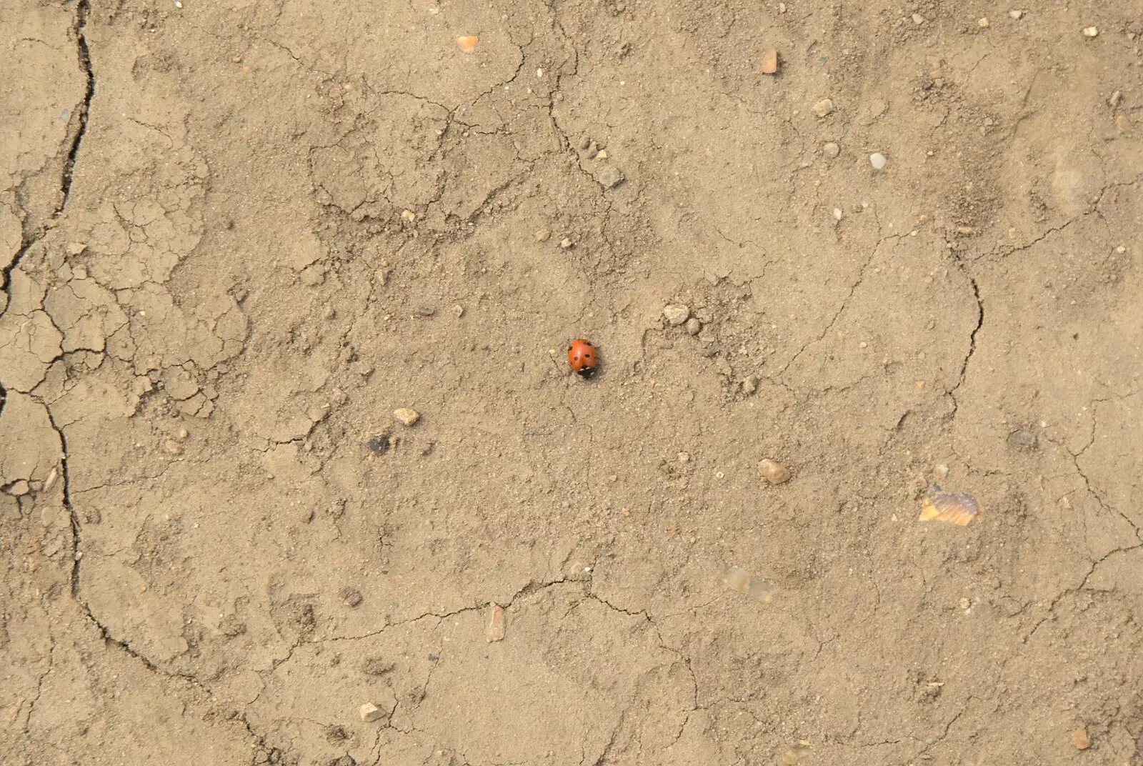 A lone ladybird roams the scorched earth, from Emily and The Old Chap Visit, Brome, Suffolk - 29th August 2009