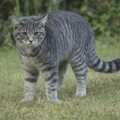 Boris: Stripey Cat