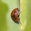 A 'classic' red and black -seven-spot ladybird, Ladybird Swarms, a Swiss Fondue and Cat-up-a-tree, Suffolk and Cambridge - 18th October 2009