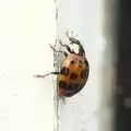 A ladybird climbs up a peeling windowframe, Ladybird Swarms, a Swiss Fondue and Cat-up-a-tree, Suffolk and Cambridge - 18th October 2009