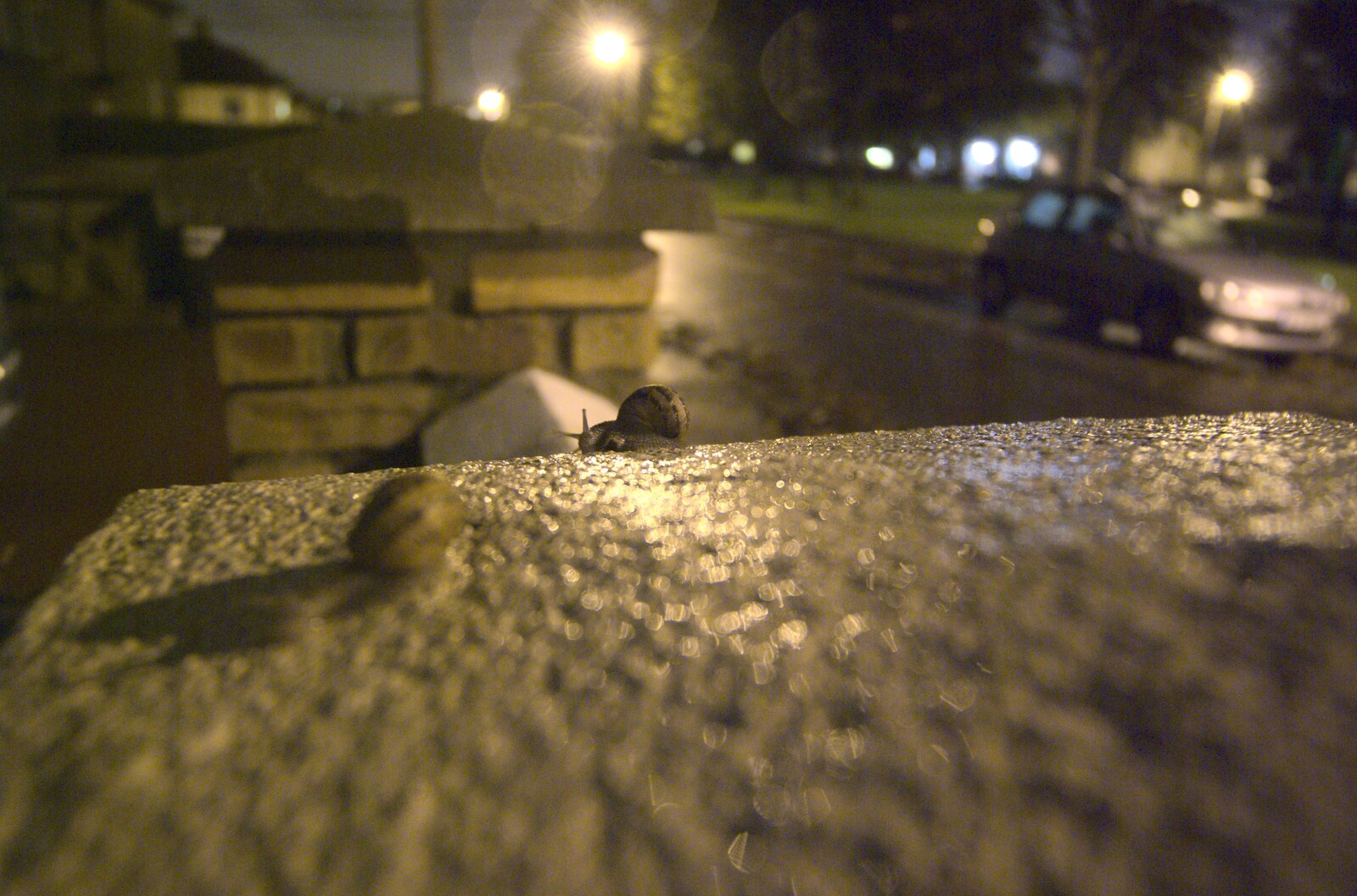 A snail trundles along a wall from A Trip to Evelyn and Louise's, Monkstown Farm, County Dublin, Ireland - October 25th 2009