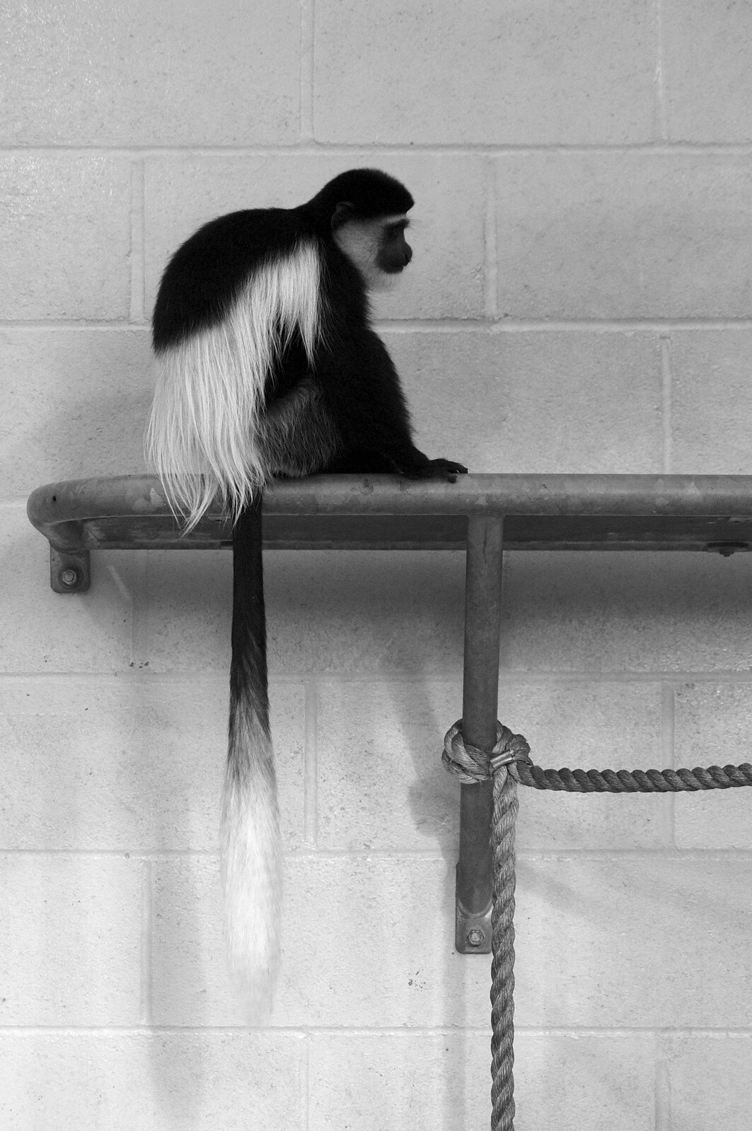 A Colubus monkey from Steve Hackett at the UEA, and a Trip to the Zoo, Banham and Norwich, Norfolk - 15th November 2009