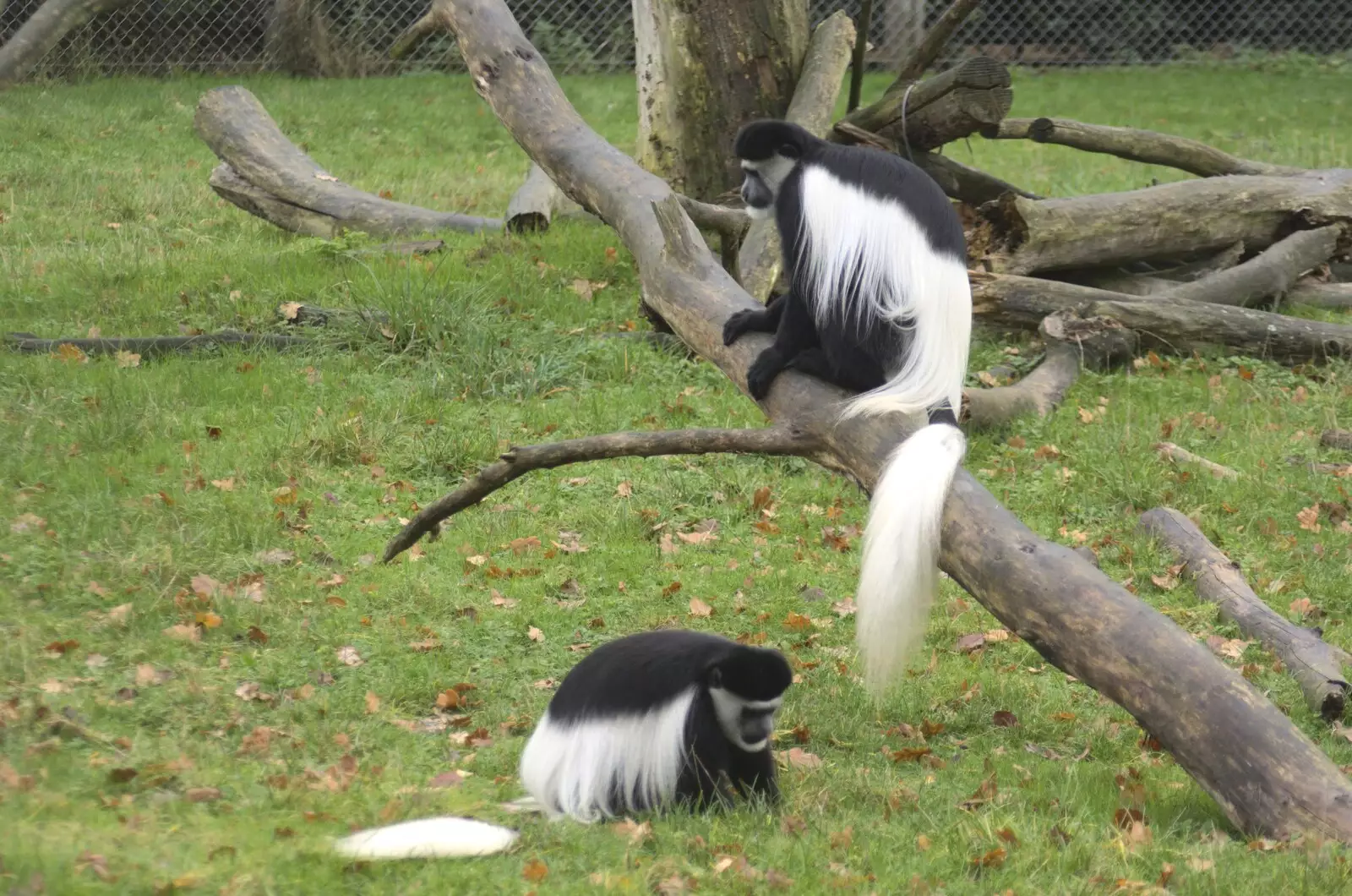 A pair of black-and-white monkeys, from Steve Hackett at the UEA, and a Trip to the Zoo, Banham and Norwich, Norfolk - 15th November 2009