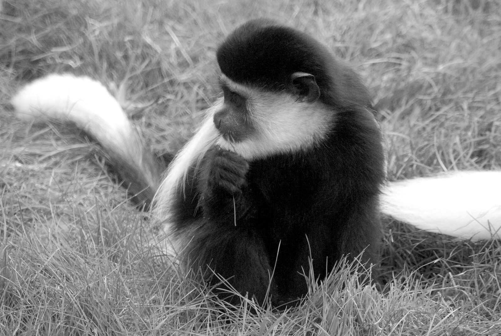 A colubus chews on some grass from Steve Hackett at the UEA, and a Trip to the Zoo, Banham and Norwich, Norfolk - 15th November 2009