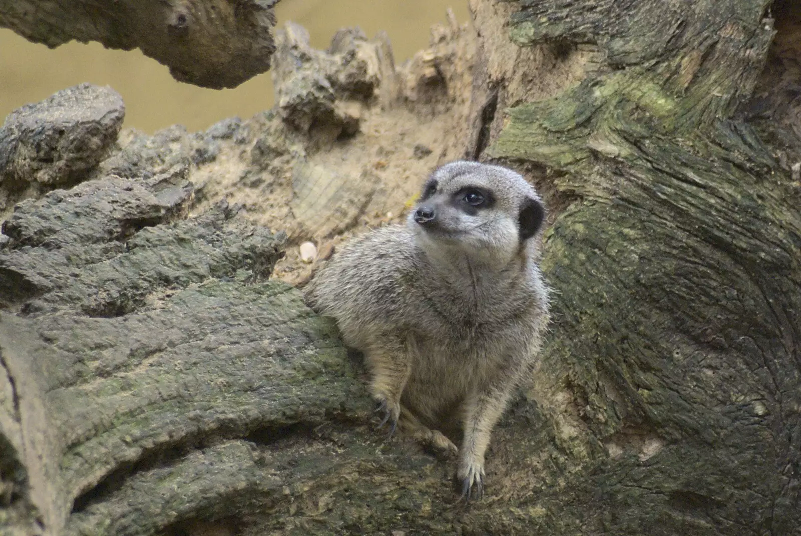 A meerkat peers around, from Steve Hackett at the UEA, and a Trip to the Zoo, Banham and Norwich, Norfolk - 15th November 2009