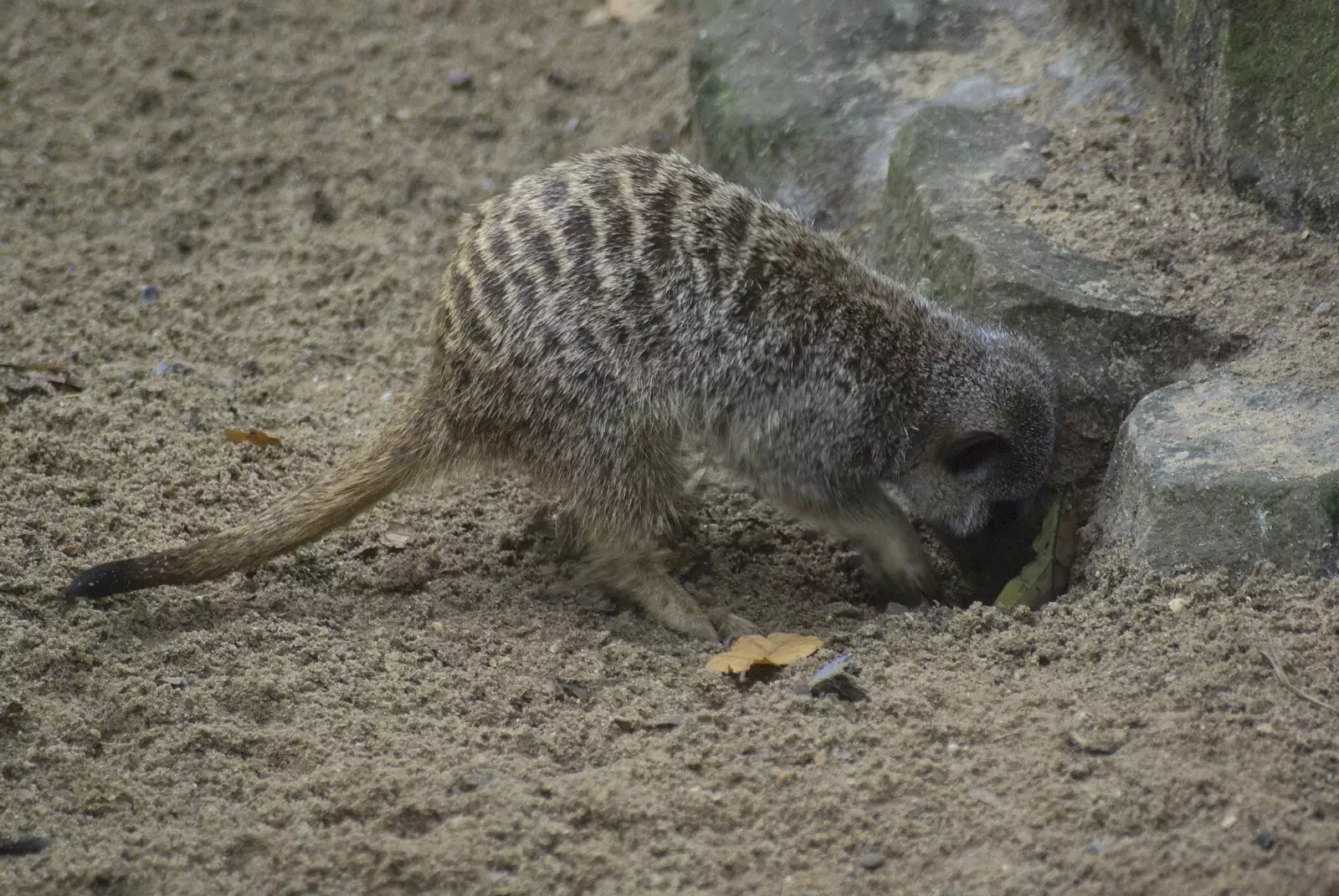 A meerkat has a good little dig, from Steve Hackett at the UEA, and a Trip to the Zoo, Banham and Norwich, Norfolk - 15th November 2009