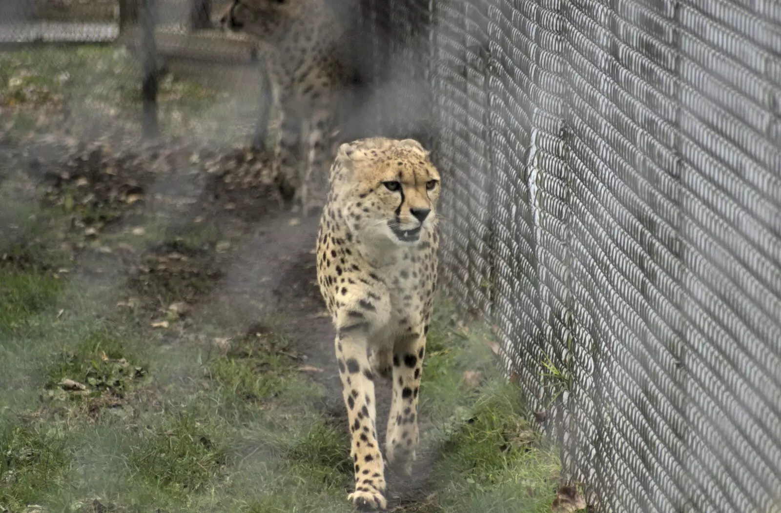 A cheetah prowls around, from Steve Hackett at the UEA, and a Trip to the Zoo, Banham and Norwich, Norfolk - 15th November 2009