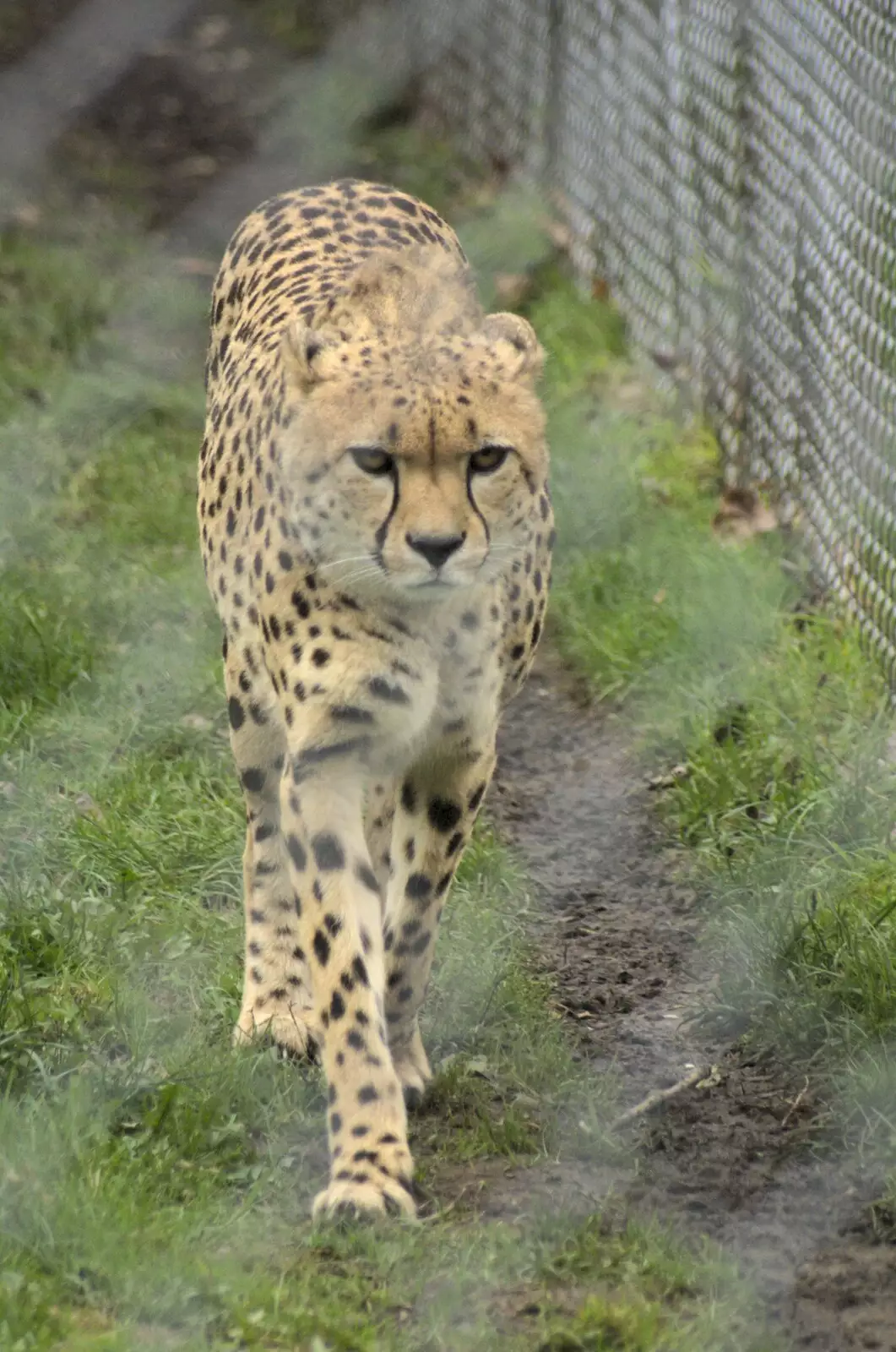 A cheetah's got its game face on, from Steve Hackett at the UEA, and a Trip to the Zoo, Banham and Norwich, Norfolk - 15th November 2009