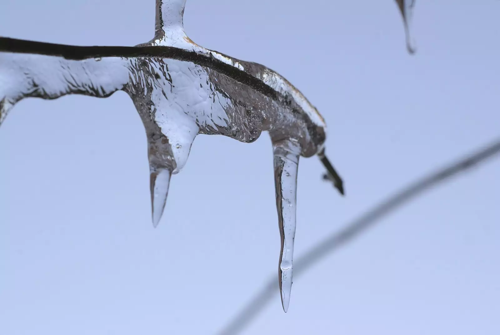 An icicle on a branch, from Snow in Diss, Fred Walks, and The BBs Play a Wedding, Diss and Mendlesham - 18th December 2009