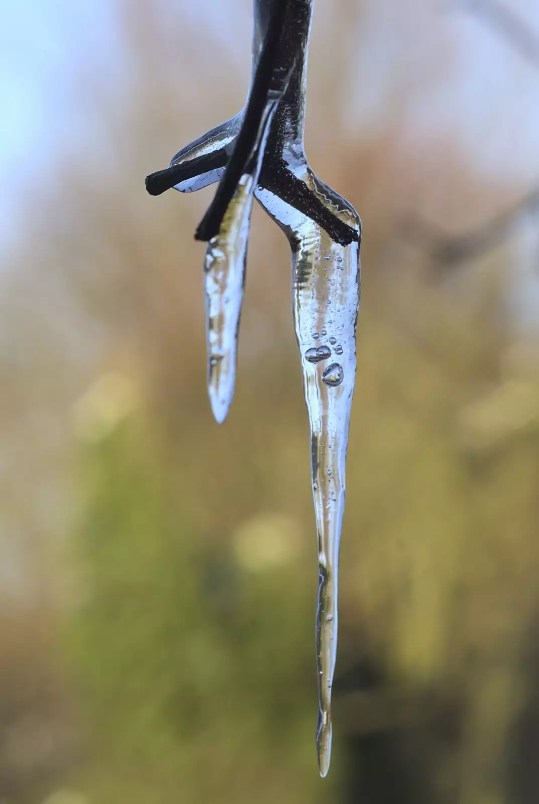 Another icicle, from Snow in Diss, Fred Walks, and The BBs Play a Wedding, Diss and Mendlesham - 18th December 2009