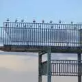 Gulls perch on the diving platform, Monkstown Graffiti and Dereliction, County Dublin, Ireland - 26th December 2009