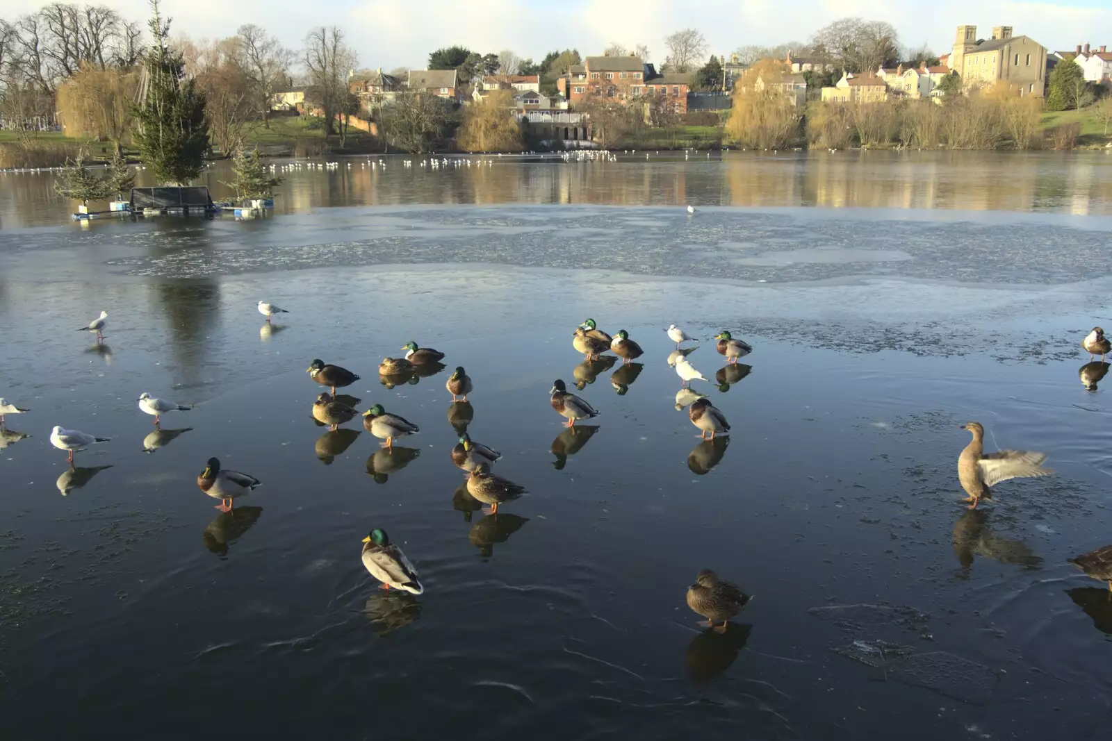 Ducks appear to stand on water, from A Snowy Miscellany, Diss, Norfolk - 9th January 2010