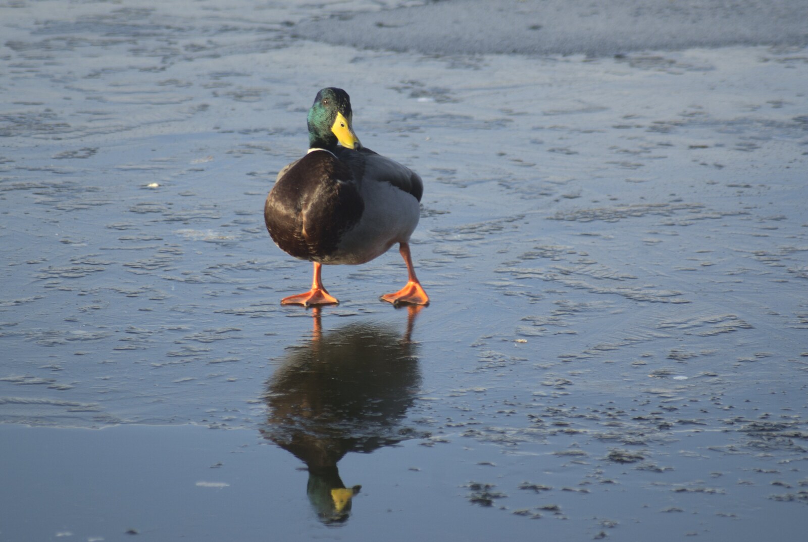 A Snowy Miscellany, Diss, Norfolk - 9th January 2010: A duck waddles around on the ice