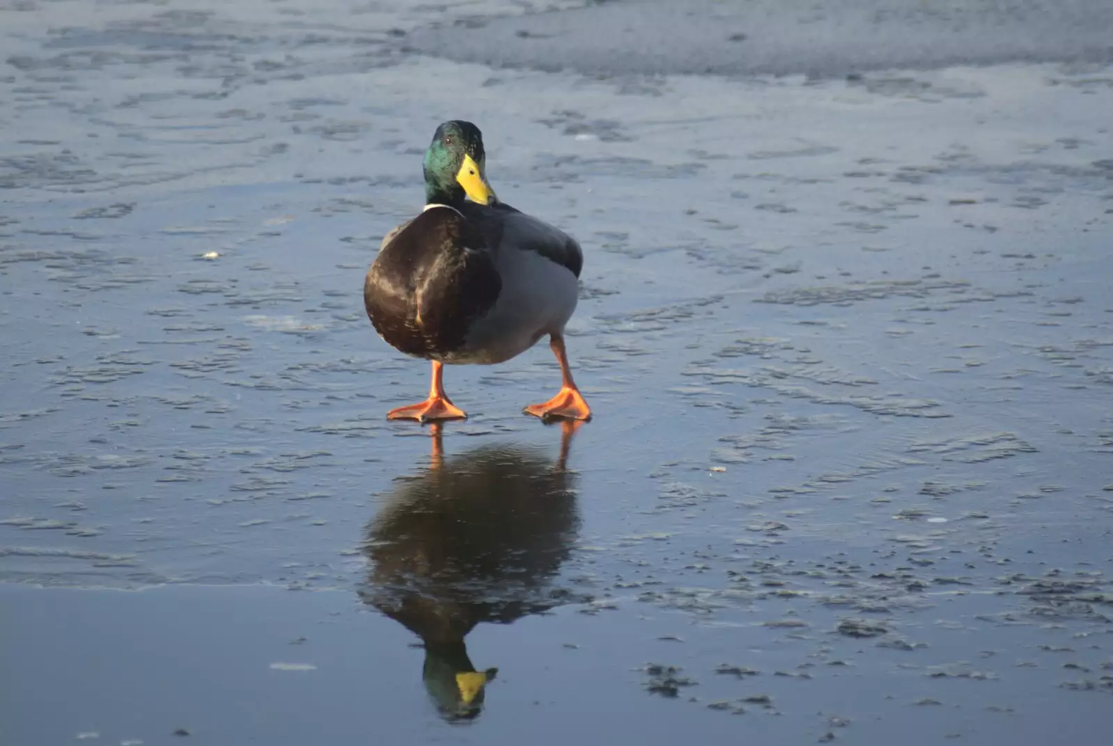 A duck waddles around on the ice, from A Snowy Miscellany, Diss, Norfolk - 9th January 2010