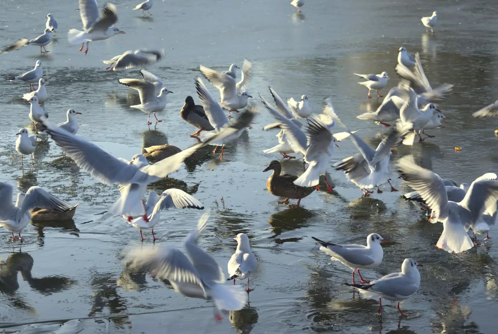 There's an explosion of seagulls, from A Snowy Miscellany, Diss, Norfolk - 9th January 2010