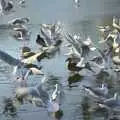 There's an explosion of seagulls, A Snowy Miscellany, Diss, Norfolk - 9th January 2010