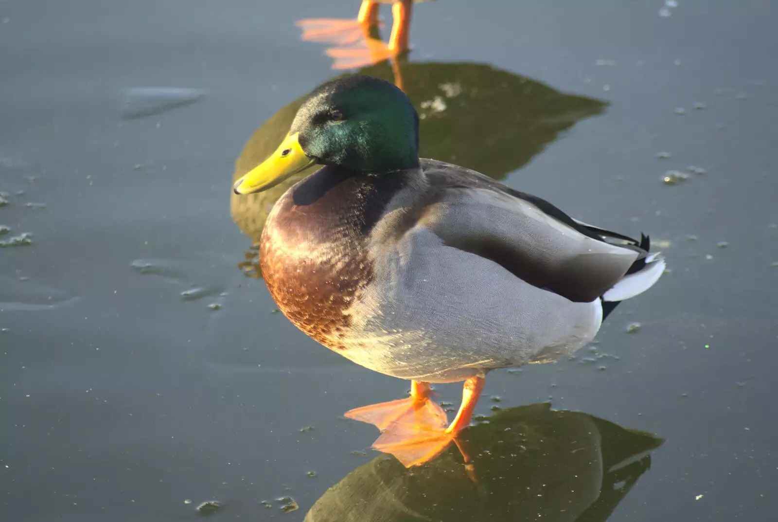 Another duck looks like it's floating on water, from A Snowy Miscellany, Diss, Norfolk - 9th January 2010