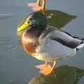 Another duck looks like it's floating on water, A Snowy Miscellany, Diss, Norfolk - 9th January 2010