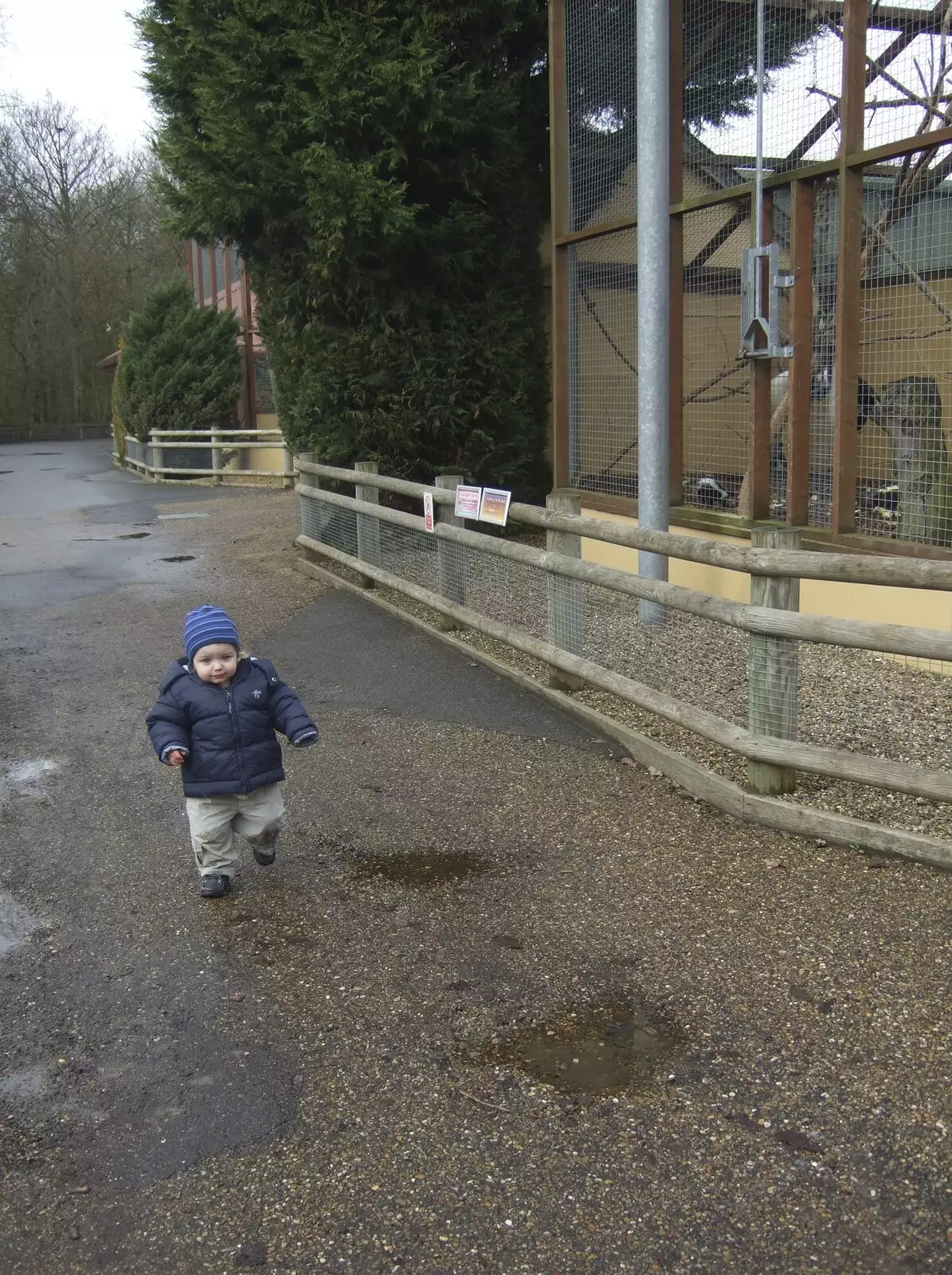 Fred stumps about at Banham Zoo, from Fred in Monkstown, County Dublin, Ireland - 2nd February 2010