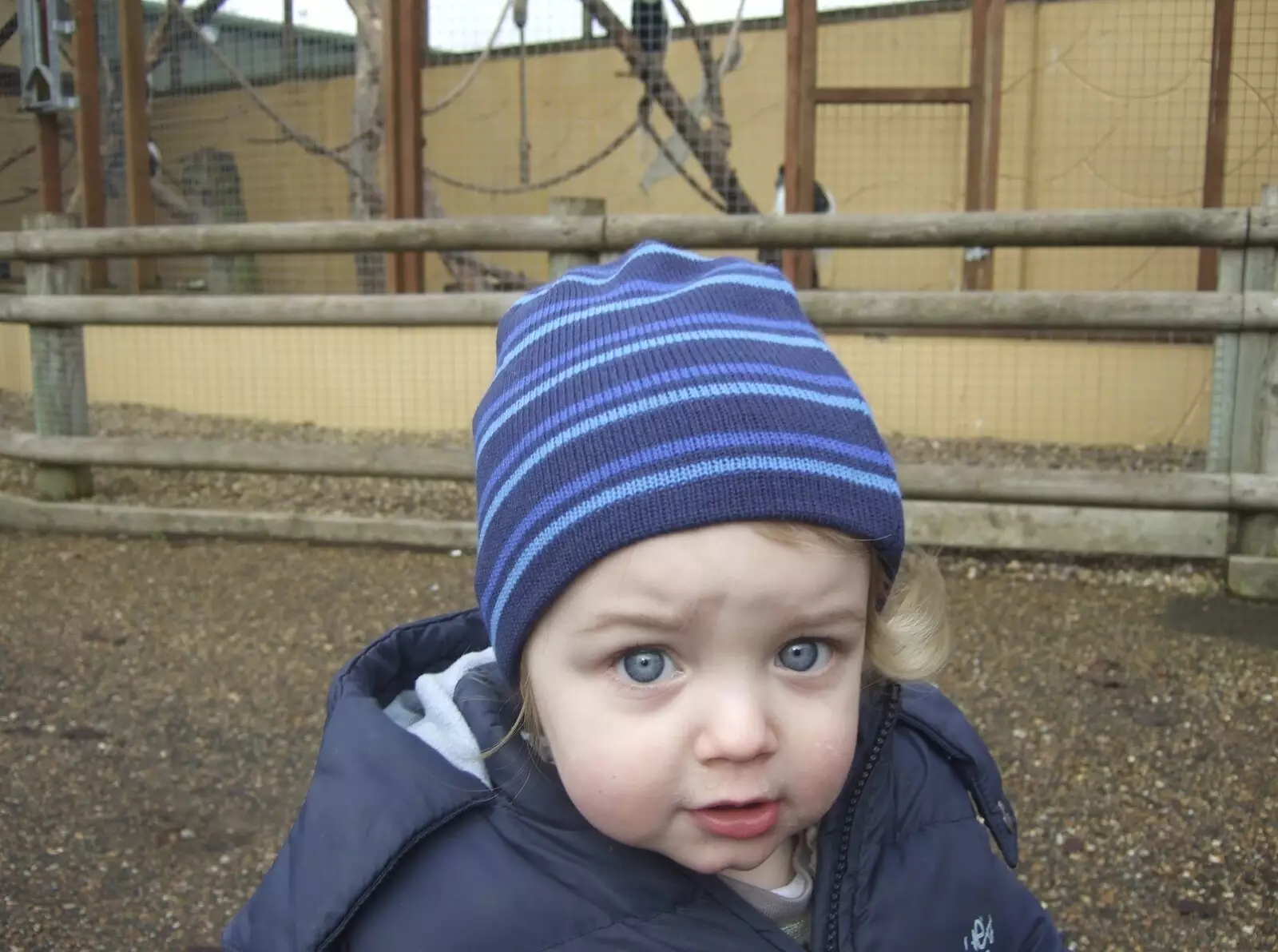 Fred the Hat-head, from Fred in Monkstown, County Dublin, Ireland - 2nd February 2010