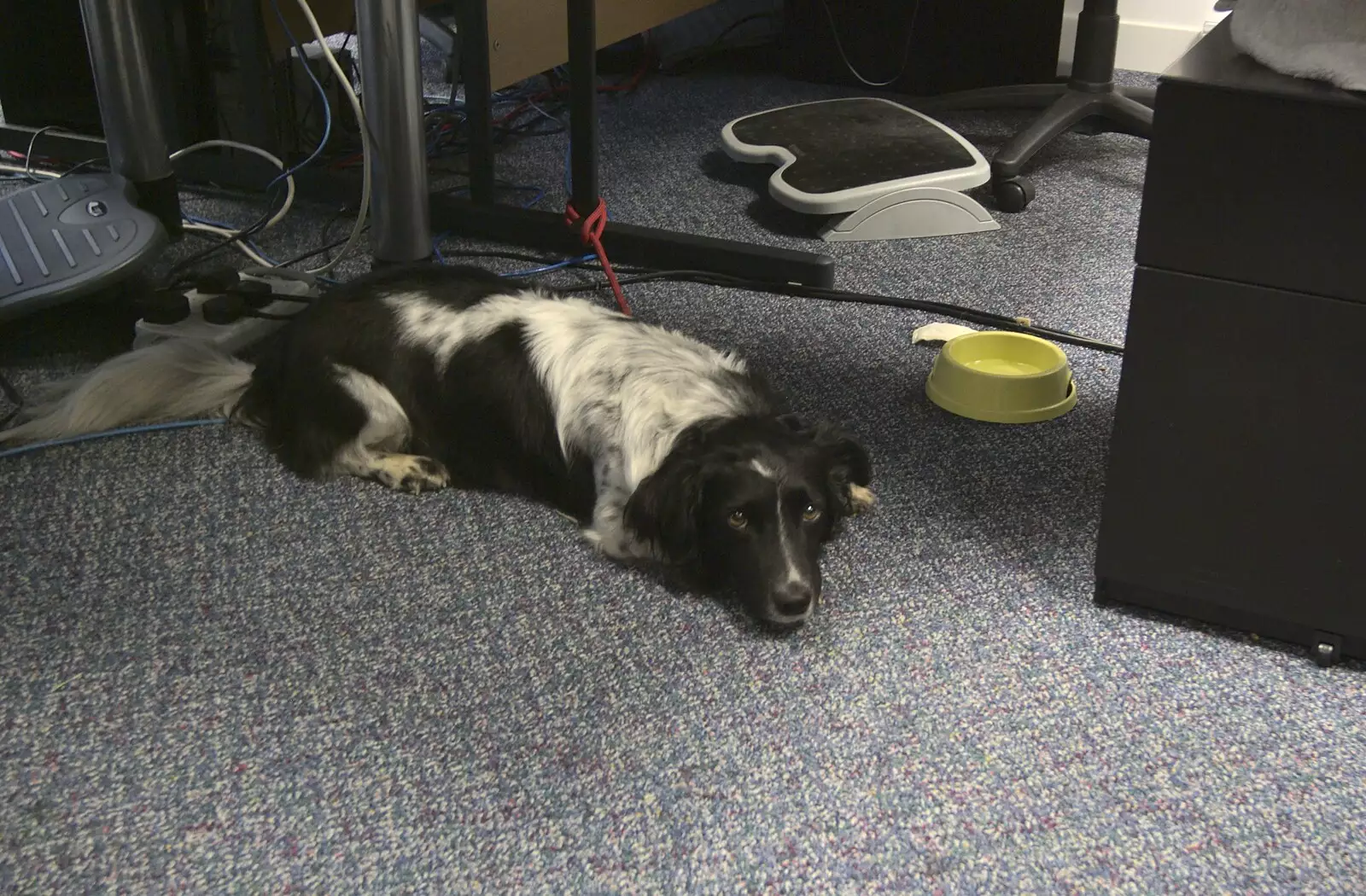 Nick's dog sits under his desk, from A Derelict Petrol Station, Brockford Street, Suffolk - 7th February 2010