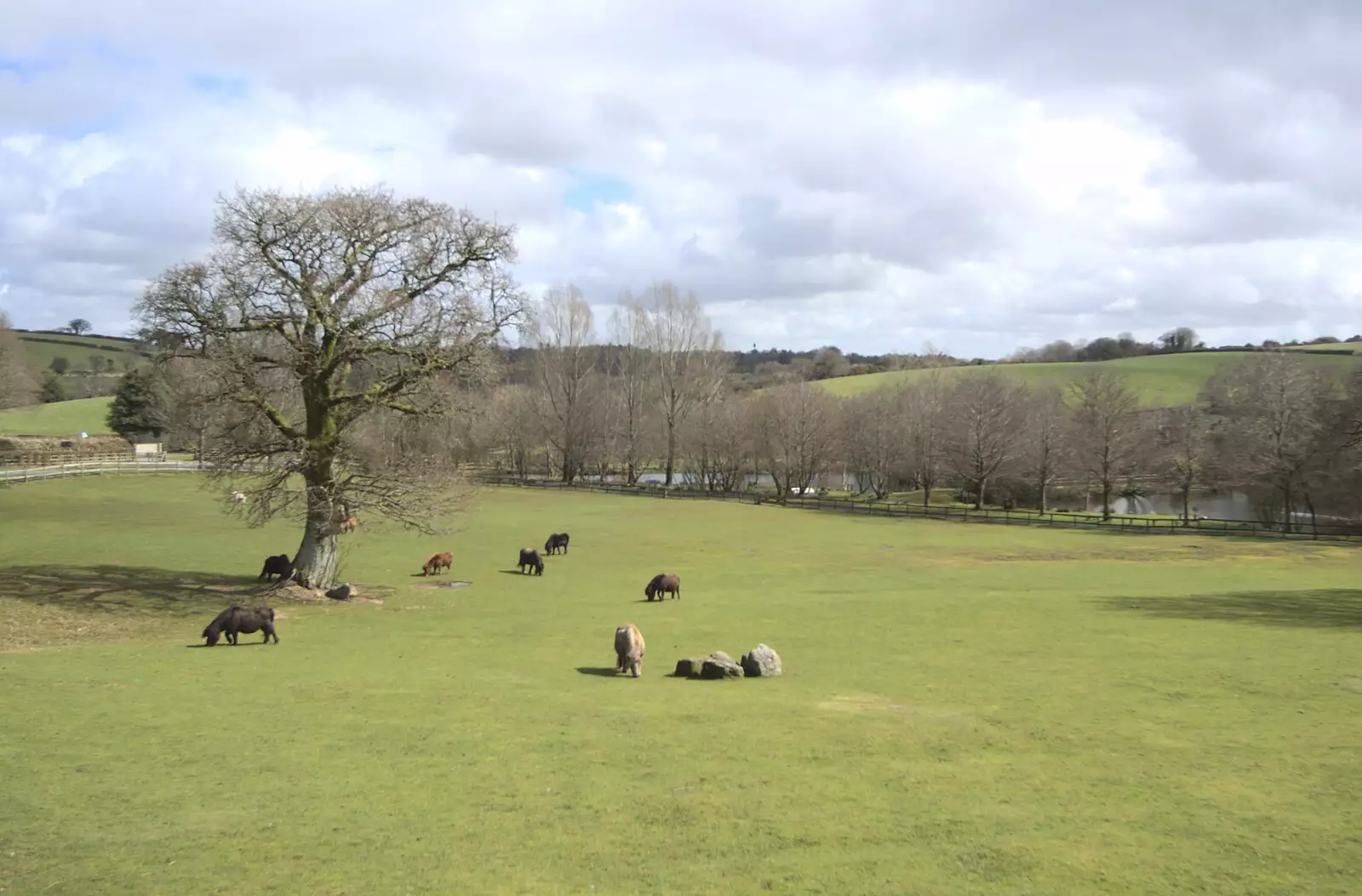 Miniature ponies in a field, from Easter in Chagford and Hoo Meavy, Devon - 3rd April 2010