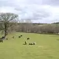 Miniature ponies in a field, Easter in Chagford and Hoo Meavy, Devon - 3rd April 2010