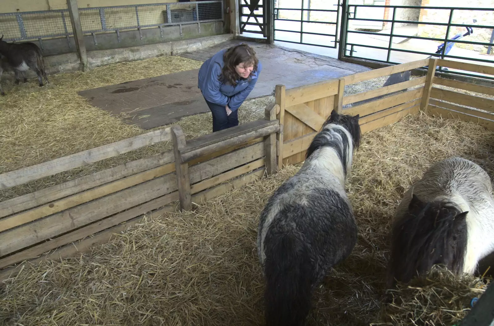 Sis looks at some tiny ponies, from Easter in Chagford and Hoo Meavy, Devon - 3rd April 2010