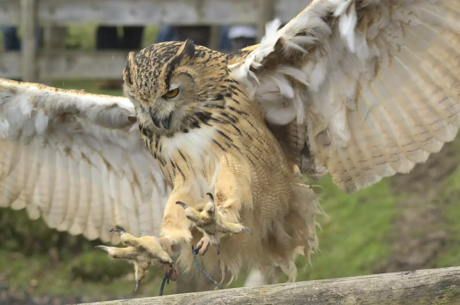 An owl comes in to land, from Easter in Chagford and Hoo Meavy, Devon - 3rd April 2010