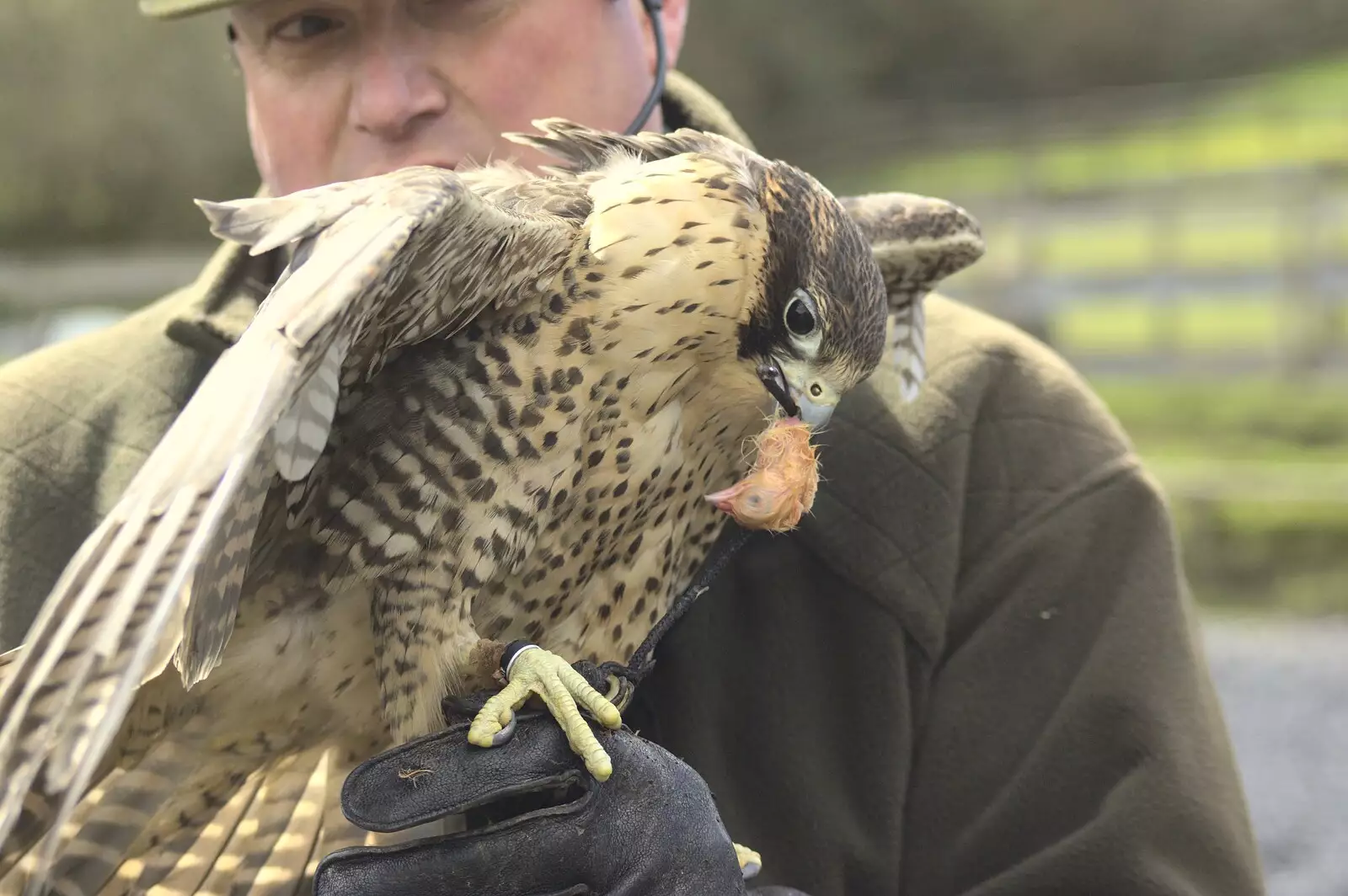 A kestrel eats another bird's head, from Easter in Chagford and Hoo Meavy, Devon - 3rd April 2010