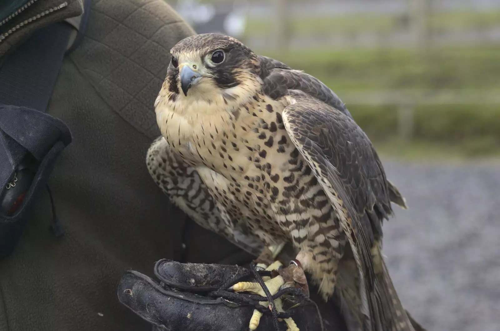 A kestrel waits, from Easter in Chagford and Hoo Meavy, Devon - 3rd April 2010