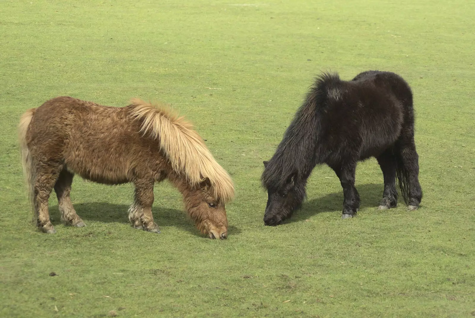 A couple of tiny ponies nibble grass, from Easter in Chagford and Hoo Meavy, Devon - 3rd April 2010