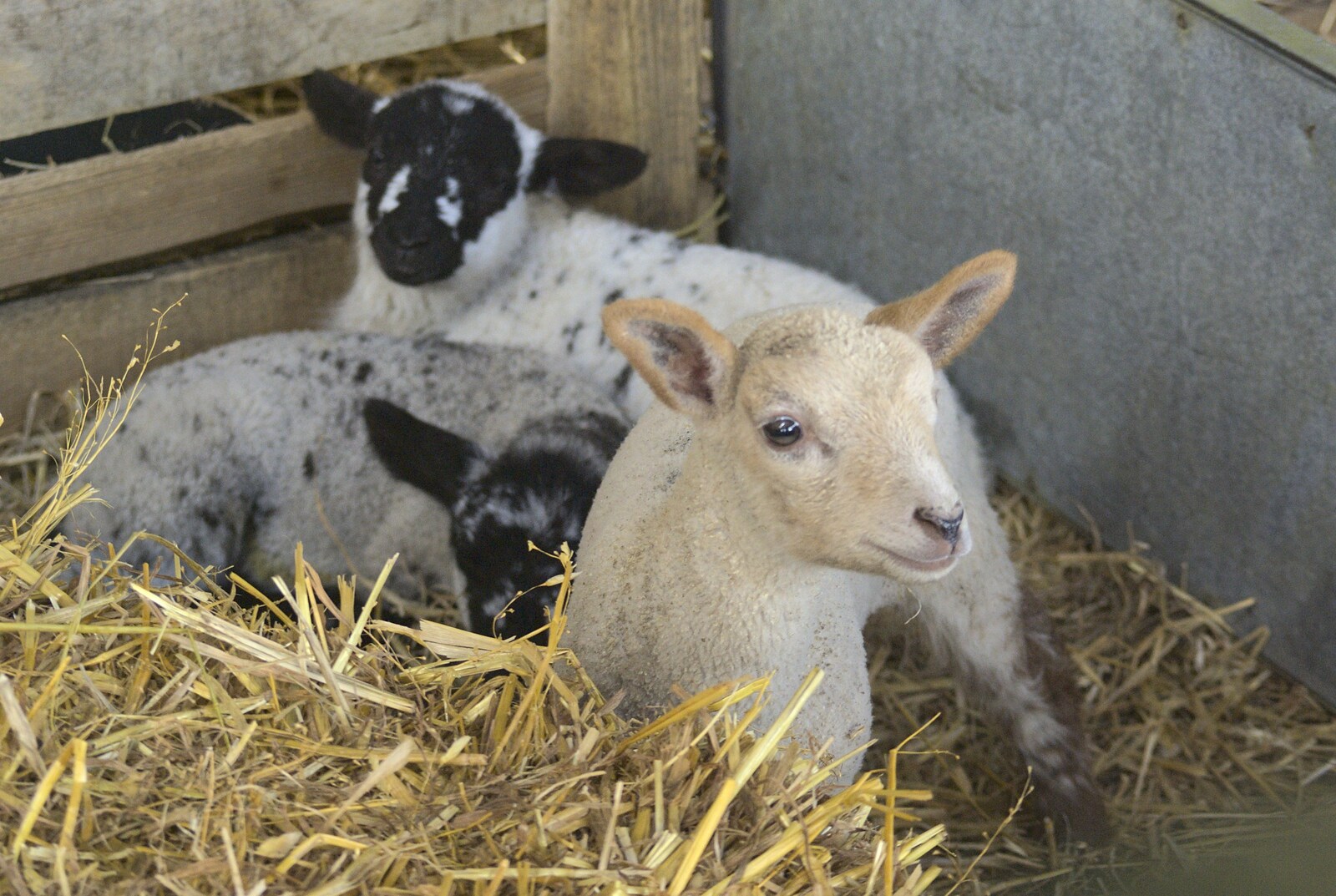 Lambs in straw from Easter in Chagford and Hoo Meavy, Devon - 3rd April 2010