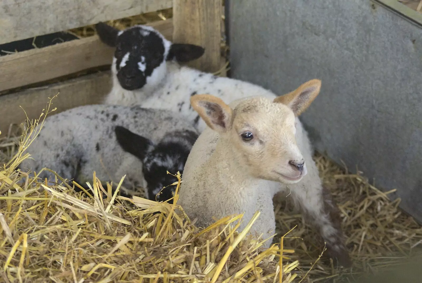 Lambs in straw, from Easter in Chagford and Hoo Meavy, Devon - 3rd April 2010