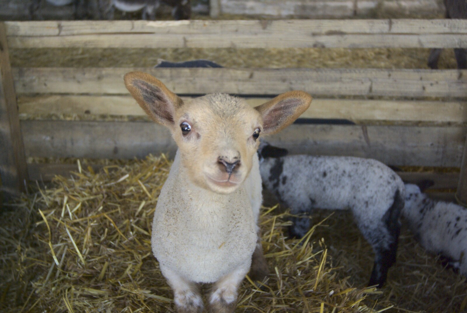A small lamb stands atop a bale of straw from Easter in Chagford and Hoo Meavy, Devon - 3rd April 2010