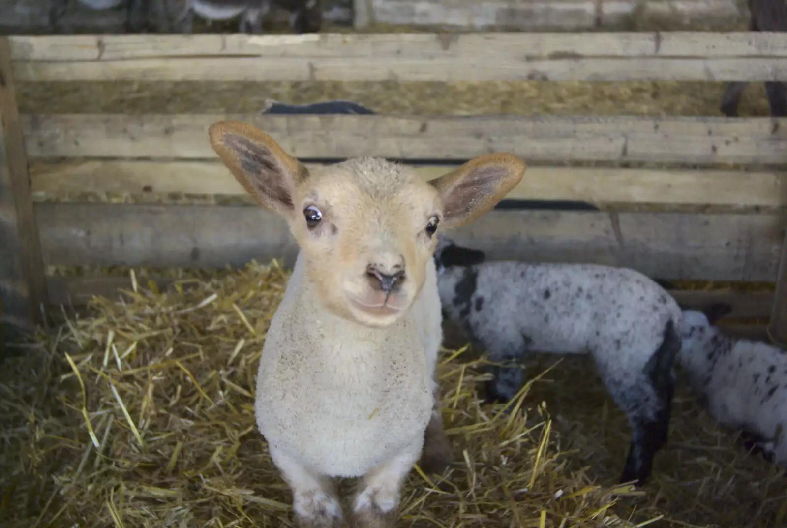 A small lamb stands atop a bale of straw, from Easter in Chagford and Hoo Meavy, Devon - 3rd April 2010