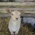 A small lamb stands atop a bale of straw, Easter in Chagford and Hoo Meavy, Devon - 3rd April 2010