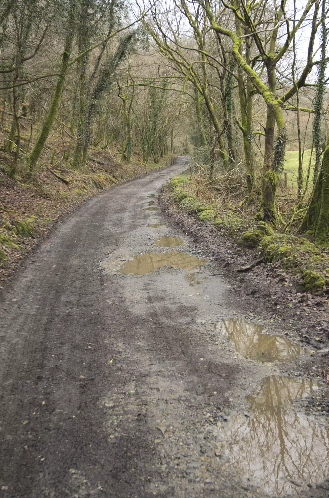 A wet path through the woods, from Easter in Chagford and Hoo Meavy, Devon - 3rd April 2010