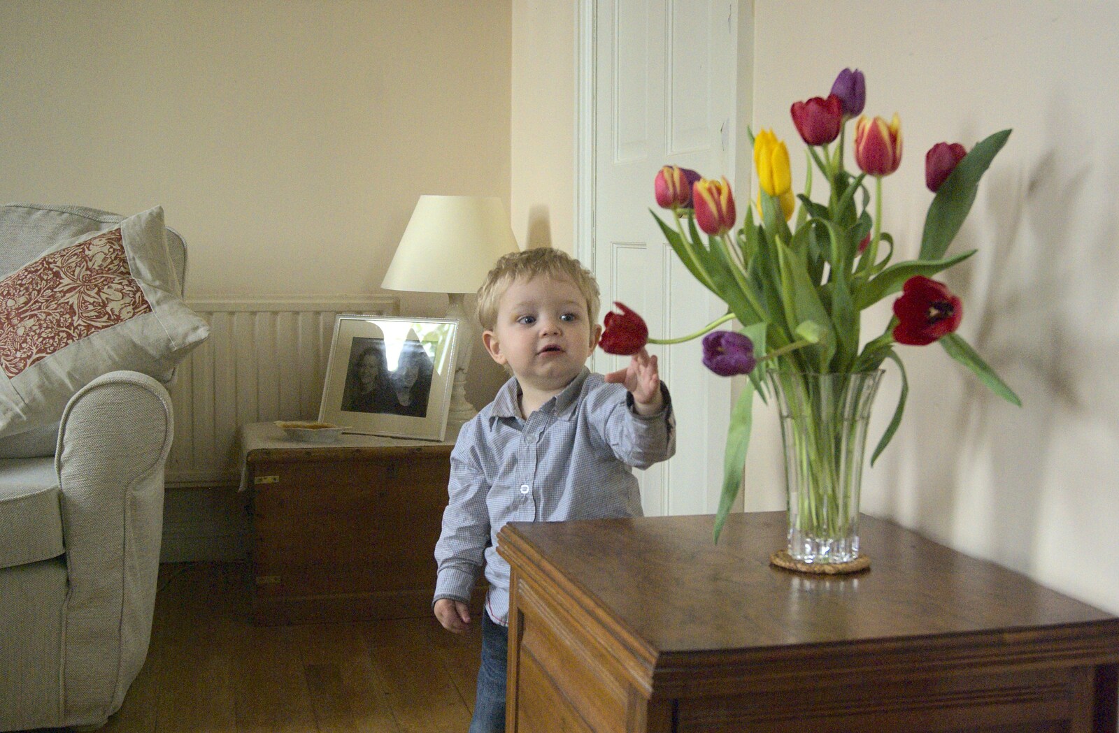 Fred reaches for a tulip from Easter in Chagford and Hoo Meavy, Devon - 3rd April 2010