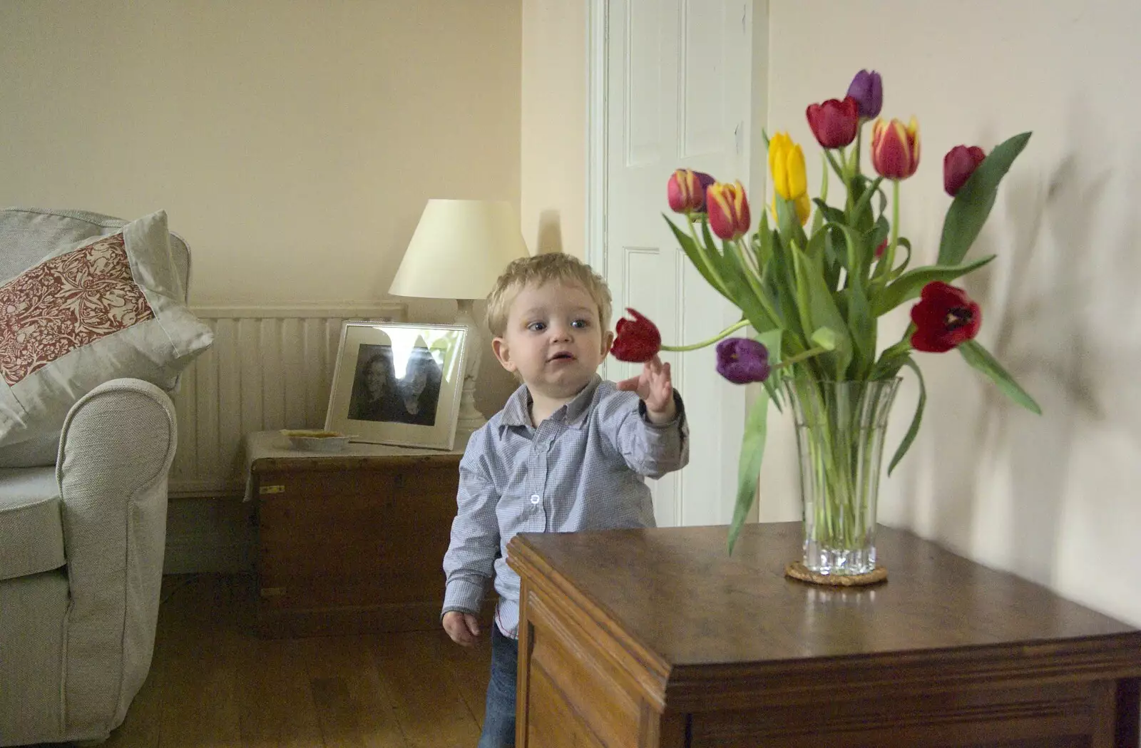 Fred reaches for a tulip, from Easter in Chagford and Hoo Meavy, Devon - 3rd April 2010