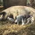 A throng of stripey piglets suck on the tit, Stupid Volcanic Ash: Southwold and Stuston Farm Shop, Suffolk - 18th April 2010