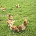 2010 Chickens peck about in the grass