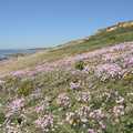 2010 A carpet of pink flowers on the undercliff