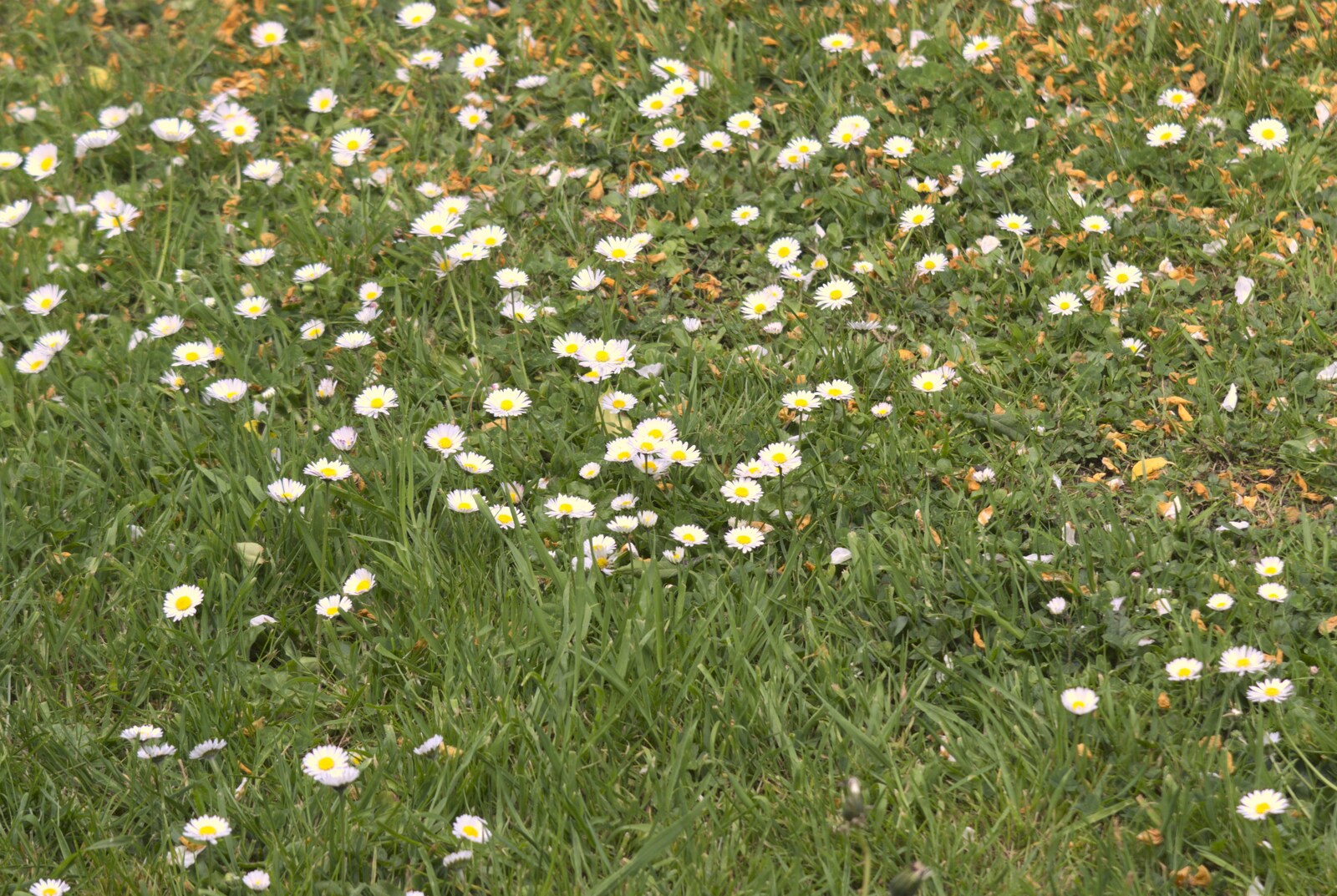 Daisies in the lawn from A Barbeque at Wavy and Martina's, Thrandeston, Suffolk - 30th May 2010