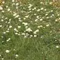 Daisies in the lawn, A Barbeque at Wavy and Martina's, Thrandeston, Suffolk - 30th May 2010