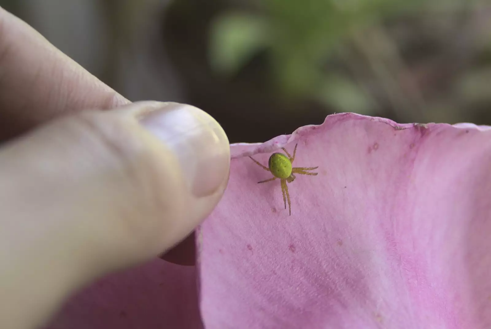 A cool bright green spider on a rose petal, from The BBs at Yaxley Hall, Yaxley, Suffolk - 11th June 2010