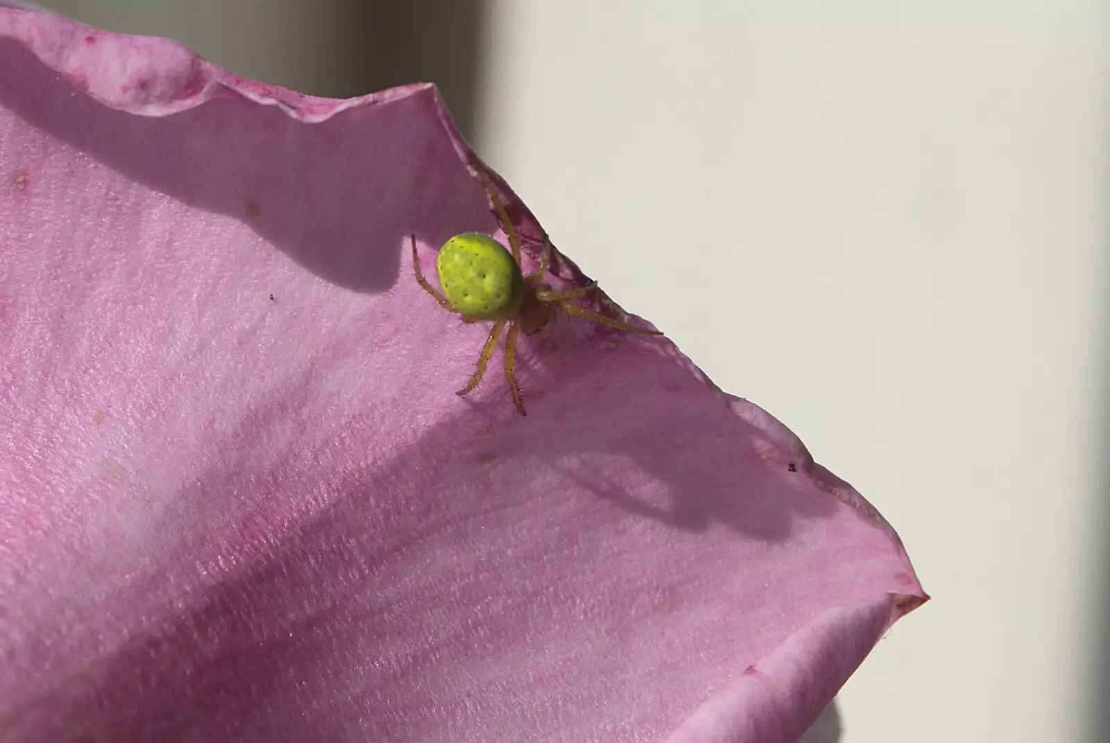 The bright green spider, from The BBs at Yaxley Hall, Yaxley, Suffolk - 11th June 2010