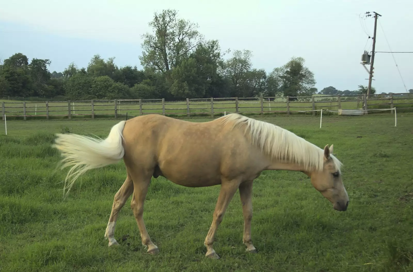 A Palomino pony, from The BBs at Yaxley Hall, Yaxley, Suffolk - 11th June 2010