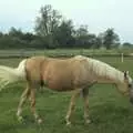 A Palomino pony, The BBs at Yaxley Hall, Yaxley, Suffolk - 11th June 2010